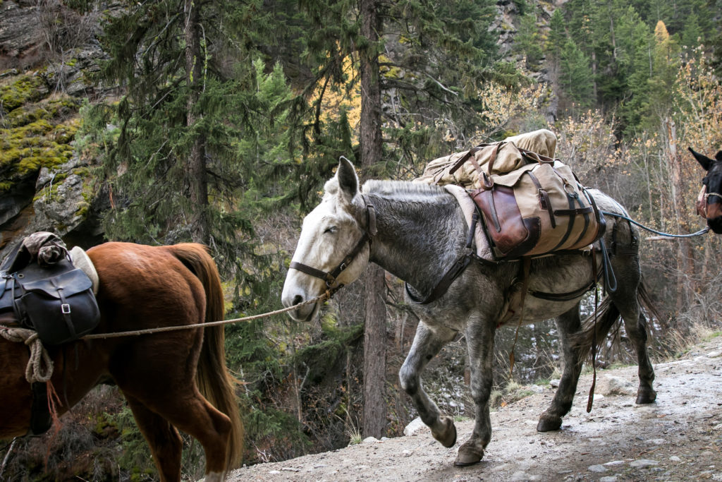 A pack mule train walks down a mountain trail in the Bitterroot Valley during a Montana family photo session, taken by Night Owl Imagery - a Western Montana family photographer.